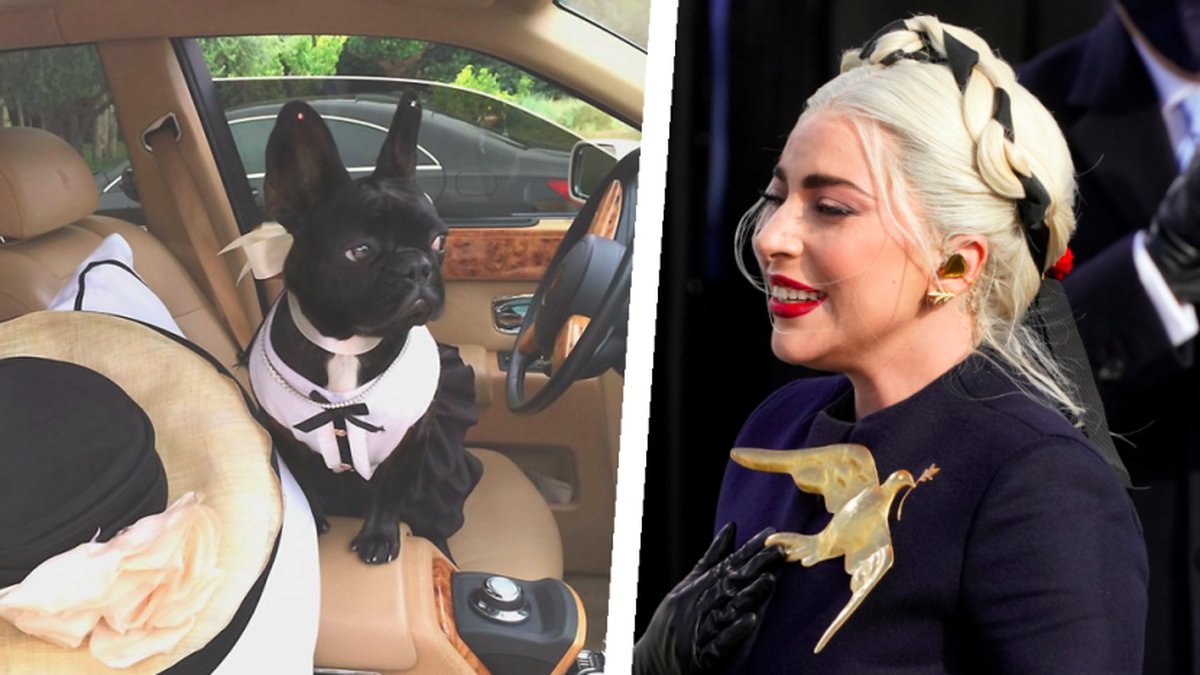 Lady Gagas hundar är återfunna. 